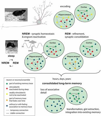 Molecular Mechanisms of Memory Consolidation That Operate During Sleep